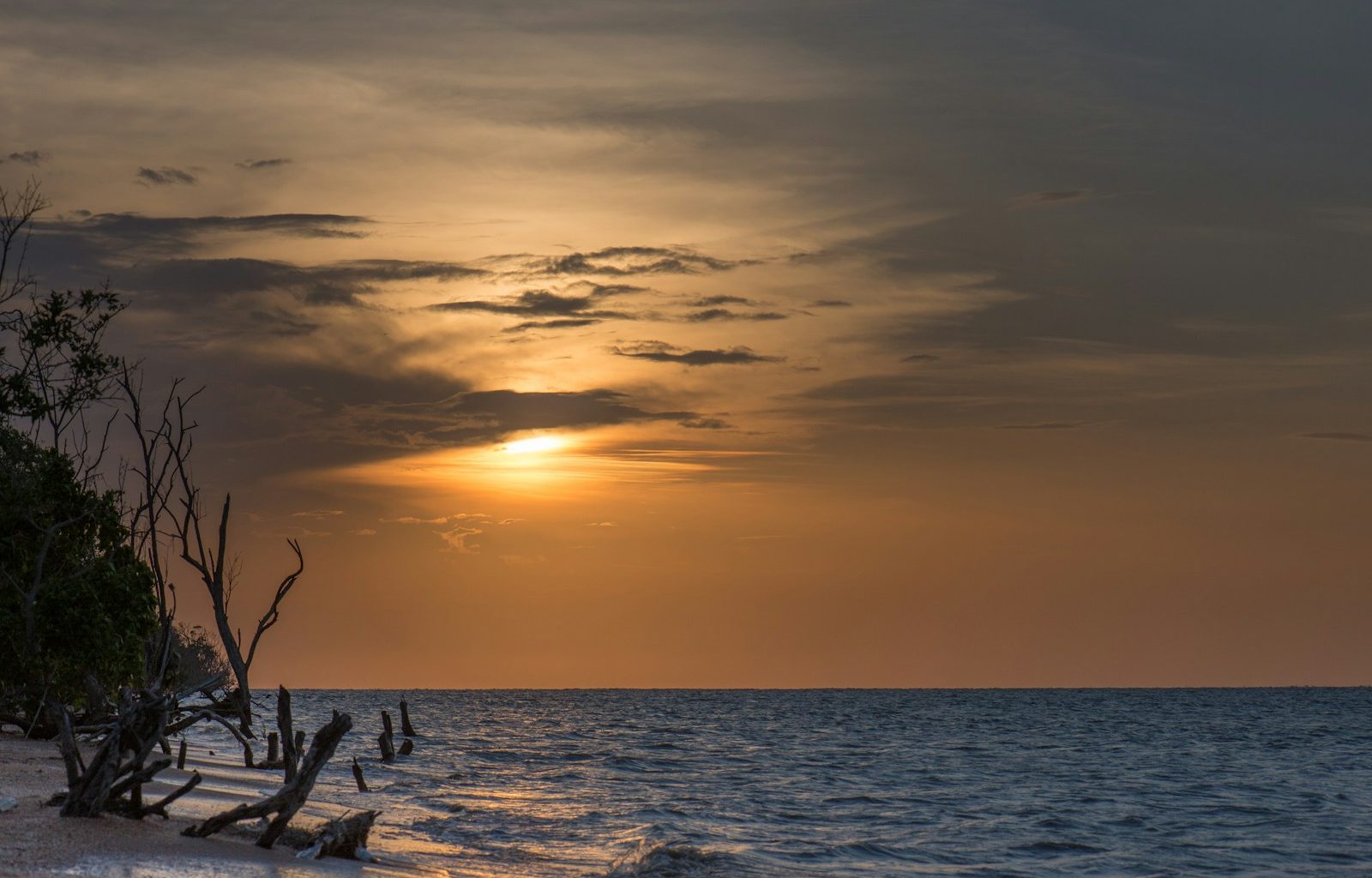 driftwood on shore