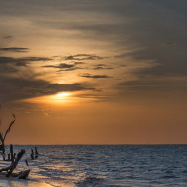 driftwood on shore