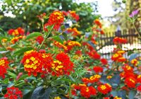 Kleurrijke hittebestendige planten op een zonnig terras in de zomer