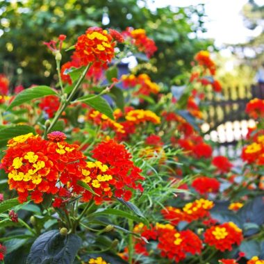 Kleurrijke hittebestendige planten op een zonnig terras in de zomer