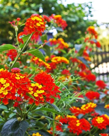 Kleurrijke hittebestendige planten op een zonnig terras in de zomer