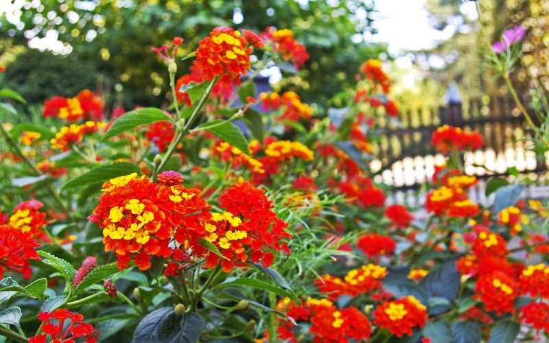 Kleurrijke hittebestendige planten op een zonnig terras in de zomer