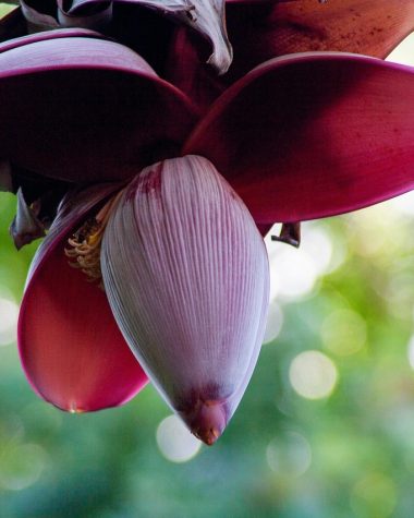 Bananenboom op een terras klaar om naar binnen gebracht te worden voor de winter